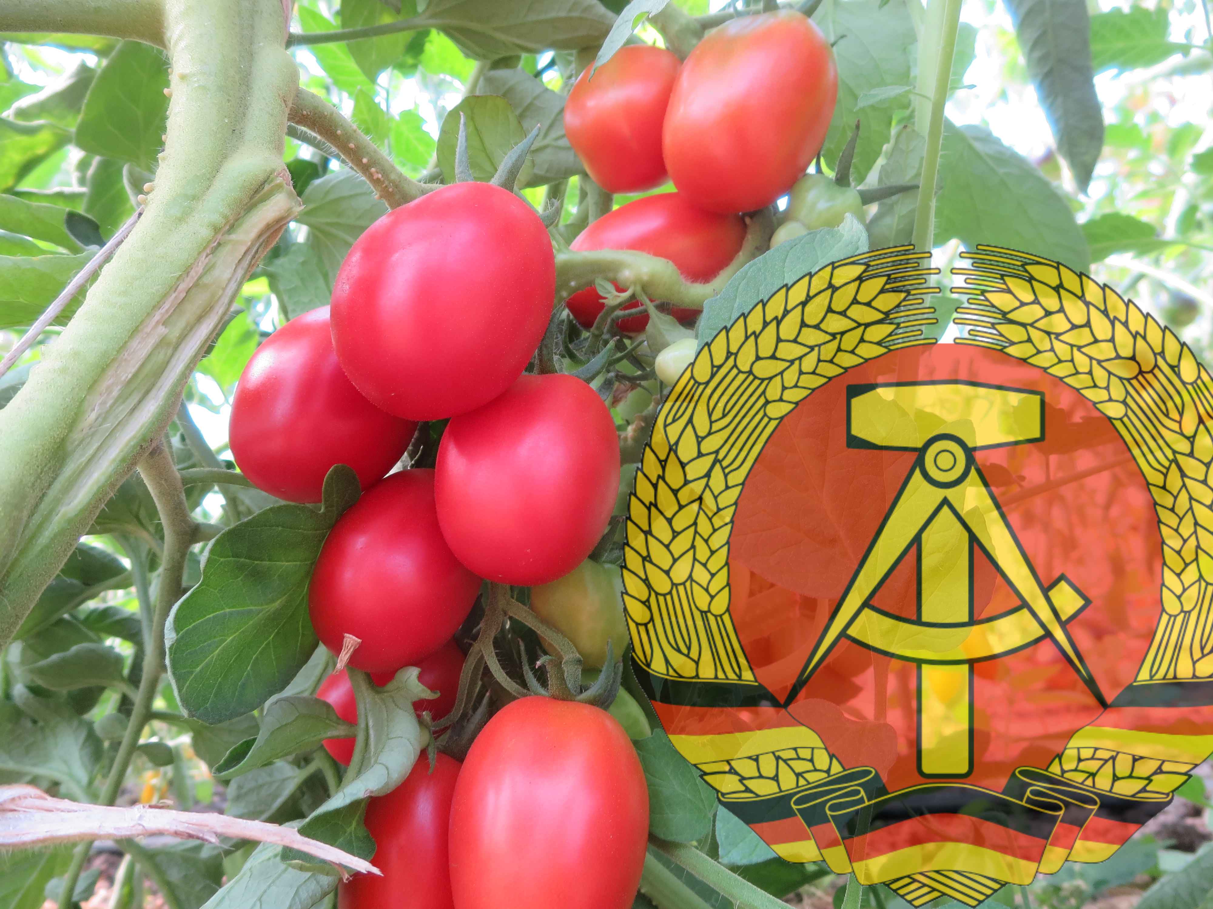 Tomatensamen, DDR alte Sorten, Ostalgie
